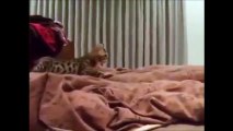 Ce chat bengale à l'air de chasser mais il veut juste réveiller son maitre