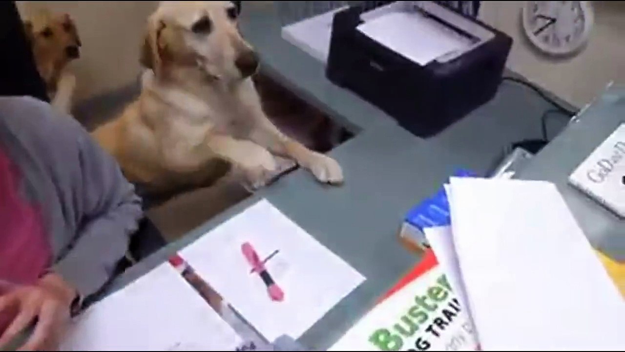 Un chien serviable très bien dressé