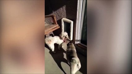 C'est moche de grandir : ce chien ne passe plus par la trappe de la porte