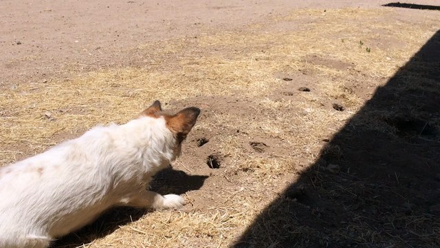 Ce chien joue à cache cache avec une taupe