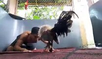 Man vs Cock fight who will win the match