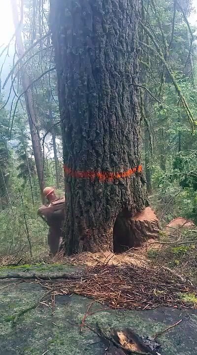 Un bûcheron se fait avoir par l'arbre qu'il abattait.