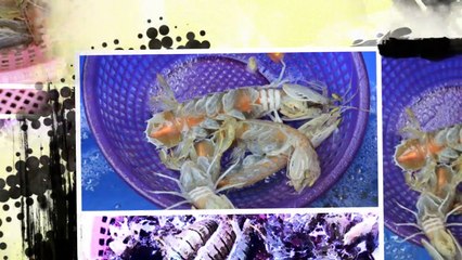 seafood-thực phẩm biển-tôm tít -tom tit