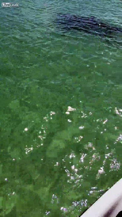 Attaque de requin sur un jetski