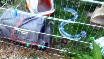 le 14 juillet des chatons