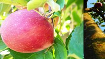 Pictures of Apple Trees
