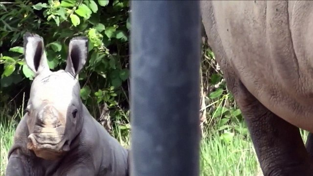 Naissance d'un petit rhinocéros blanc au zoo d'Amnéville