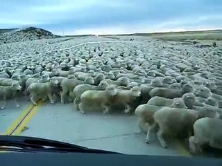 Many sheep you have not seen before - OMG VIDEO