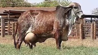 World Biggest Cow Milk feeding|NoneTV