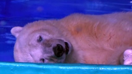 L'ours polaire le plus triste du monde, enfermé dans un centre commercial