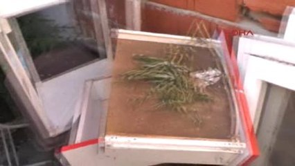 Edirne Esrar İmal Edip Satan Baba-oğlun Evine Operasyon