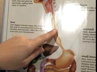 Diabetes Diet Guidelines - Diabetes & Blood Sugar Digestion