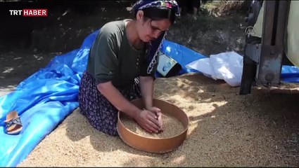Buğdayın 'yufka ekmeğe' uzanan zahmetli yolculuğu