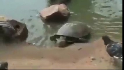 Ce pigeon s'approche trop près de cette tortue et ensuite...