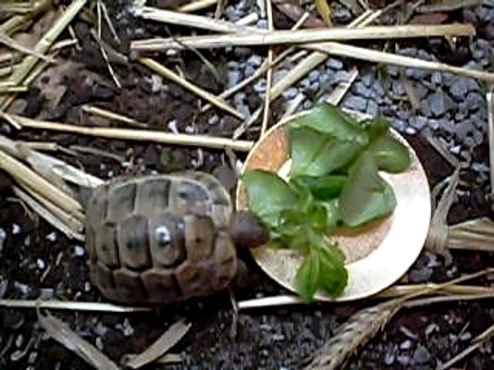 Massacre de mache par une tortue grecque