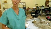 Dissections for Vet Students - Canine back dissection- part.1