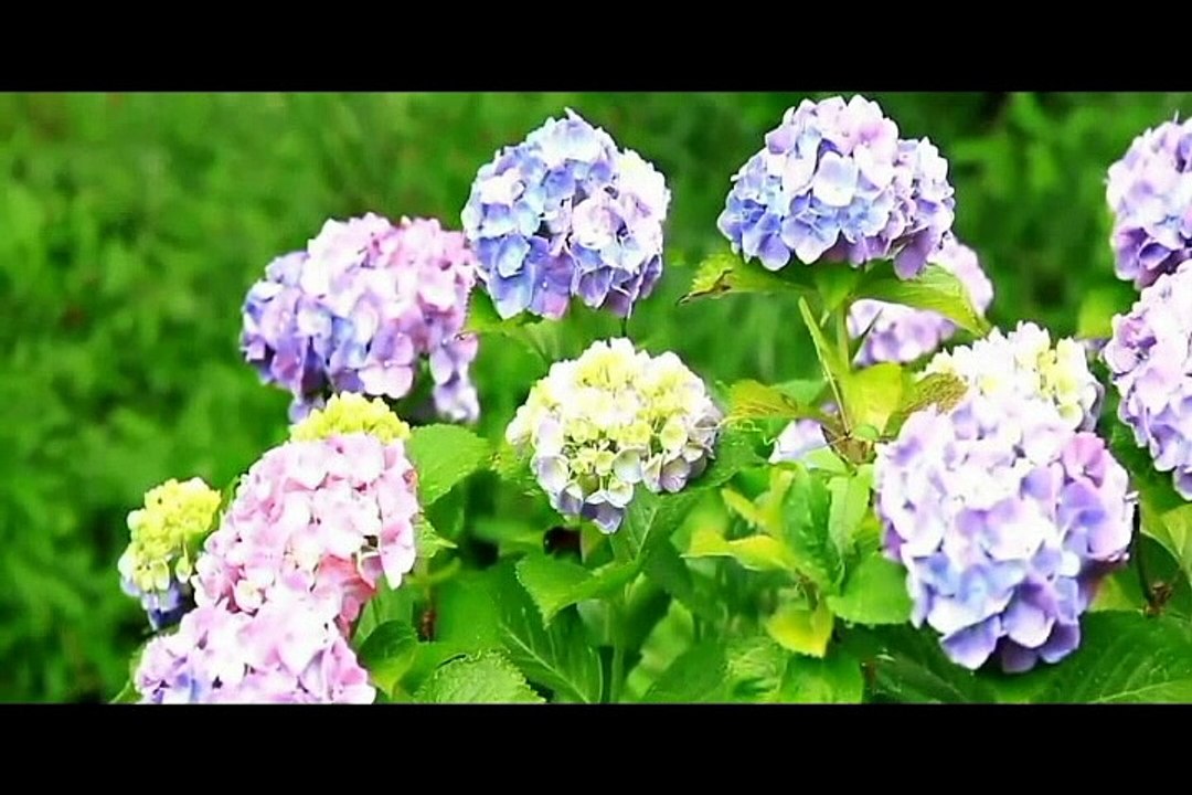 I give you all the honor誉れと賛美 歌詞あり15.6