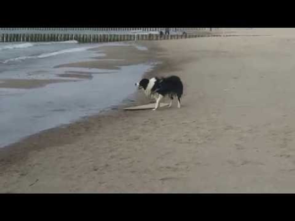 Skillful Collie Tries Out Surfing