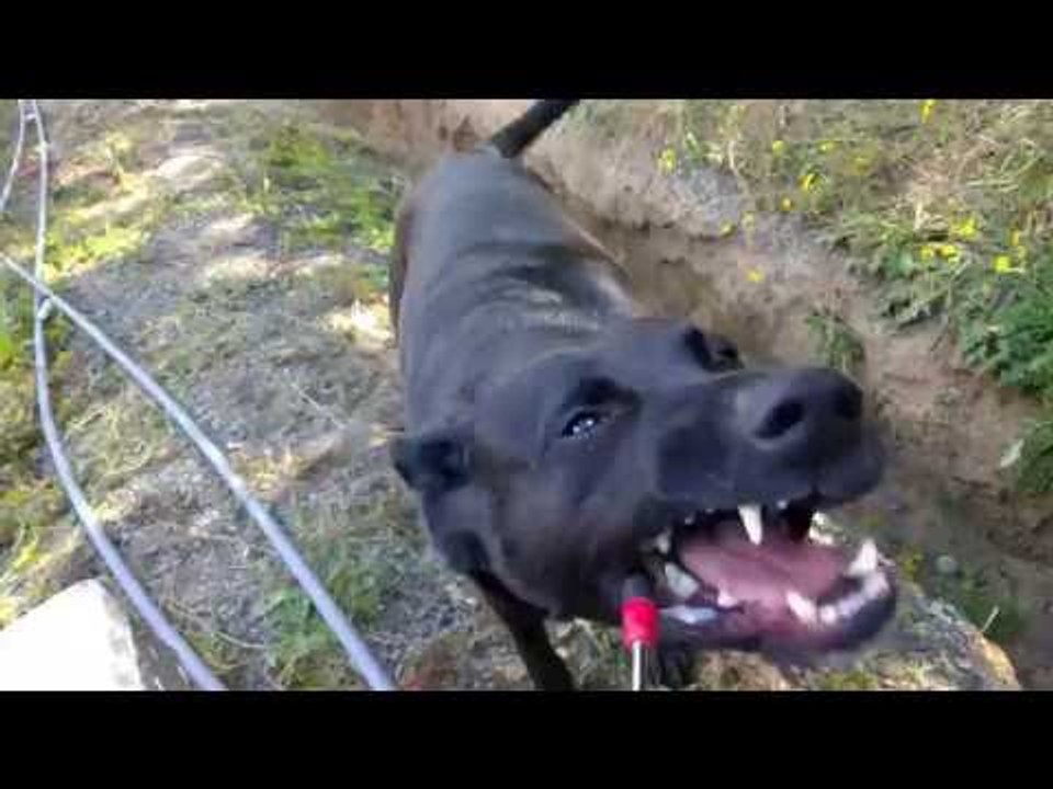 Dog Goes Crazy for Compressed Air Hose