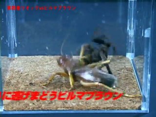 Animal Fights - Sia Ferox kill Black Australian Spider