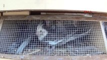Iğdır İran'a Götürülmek İstenen 150 Papağana El Kondu