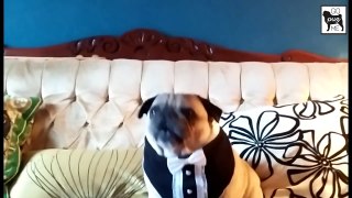 Funny Pug - Compilation of funny pugs