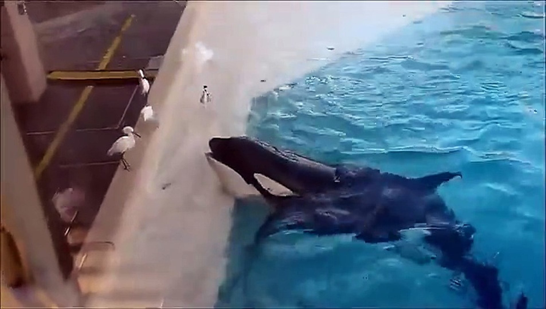 Killer Whale catches a bird for lunch... - video dailymotion