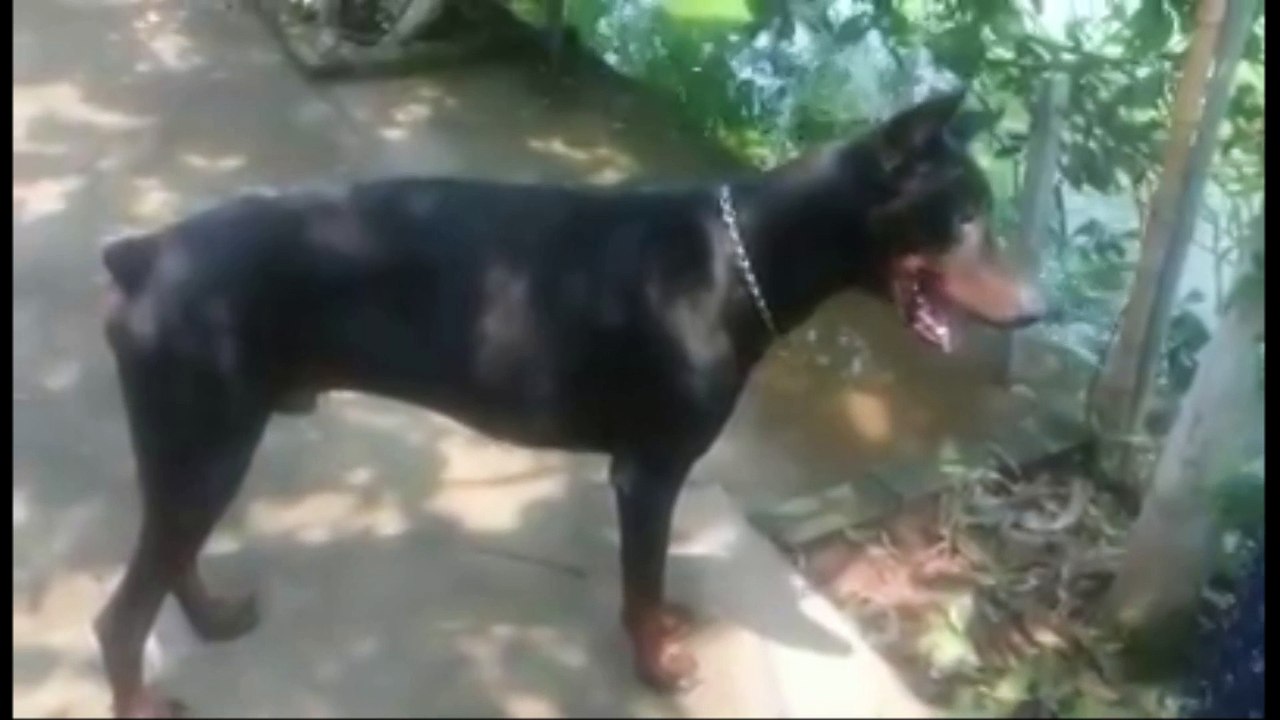 smart dog training - smart and friendly dog breeds