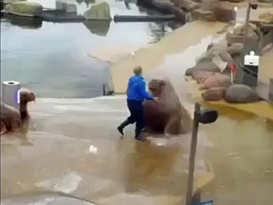 Walrus does some sit-ups