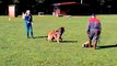 Just a belieber des canis du Brabant - 20 mois - 1ers essais au mordant (RCI)