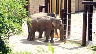 New Elephants' Public Debut Unedited Broll: Mon June 23