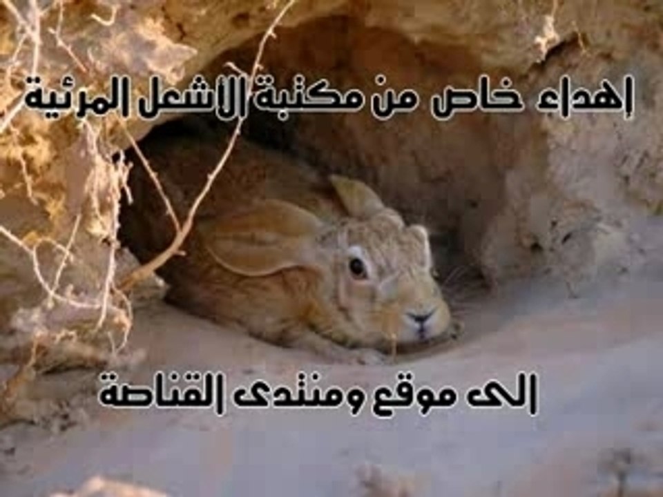 Super Lapin