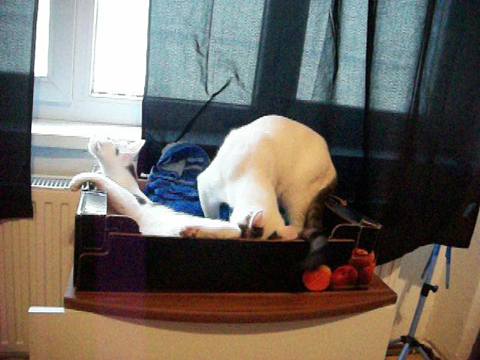 Harvey und Vinzent am 14.07.2016