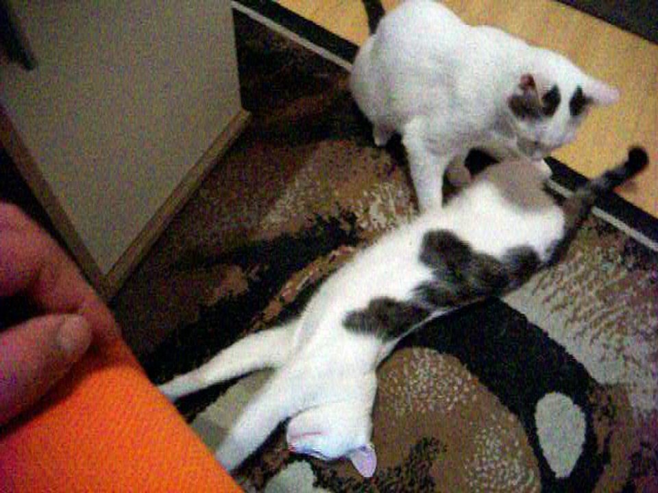 Harvey und Vinzent am 14.07.2016