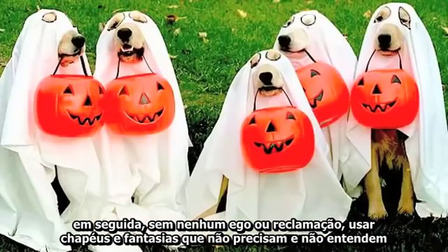 Por que Deus fez o cachorro