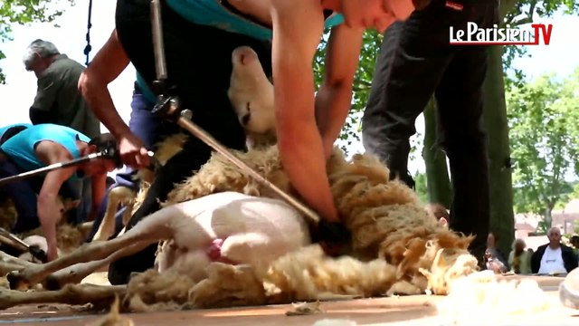 Tonte de moutons : à Martel, un concours au poil !