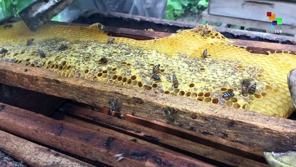 Venezuela: Brazil's Honey Cooperation Project to Promote Biodiversity