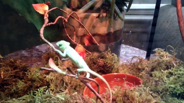 The Funniest Cutest Lizards & Reptiles Bloopers of 2016 Weekly Compilation | Kyoot Animals