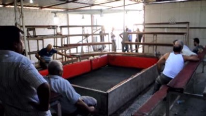 Horoz Dövüşü" Operasyonu