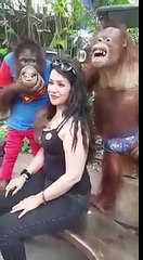 Vea lo que le hizo este orangután a una mujer