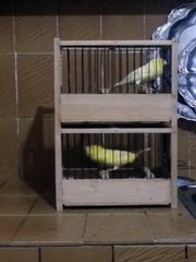 Harz Roller Kanarya Ötümü