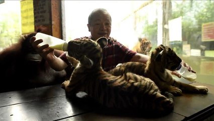 Des bébés tigres font l'attraction d'un zoo de Manille