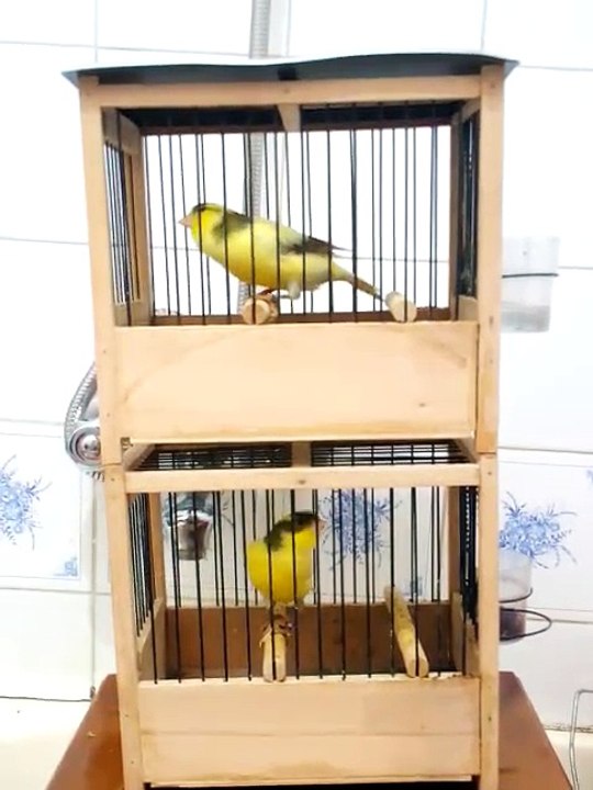 Harz Roller Kanarya Ötüşü