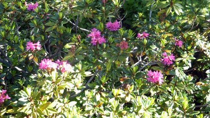 2016-07-14 le Connemara en Belledonne