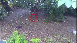 Watch as this bold rat defends its territory from pesky birds