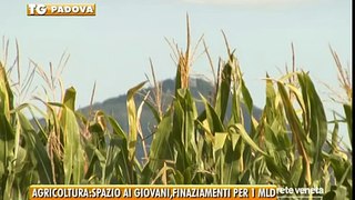 23/07/2014 - AGRICOLTURA: SPAZIO AI GIOVANI, FINANZIAMENTI PER 1 MLD