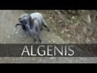 Cabra loca golpea corredor de motocross | Vídeos graciosos 2014