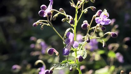 サントリー天然水の森『鹿問題』 3分27秒