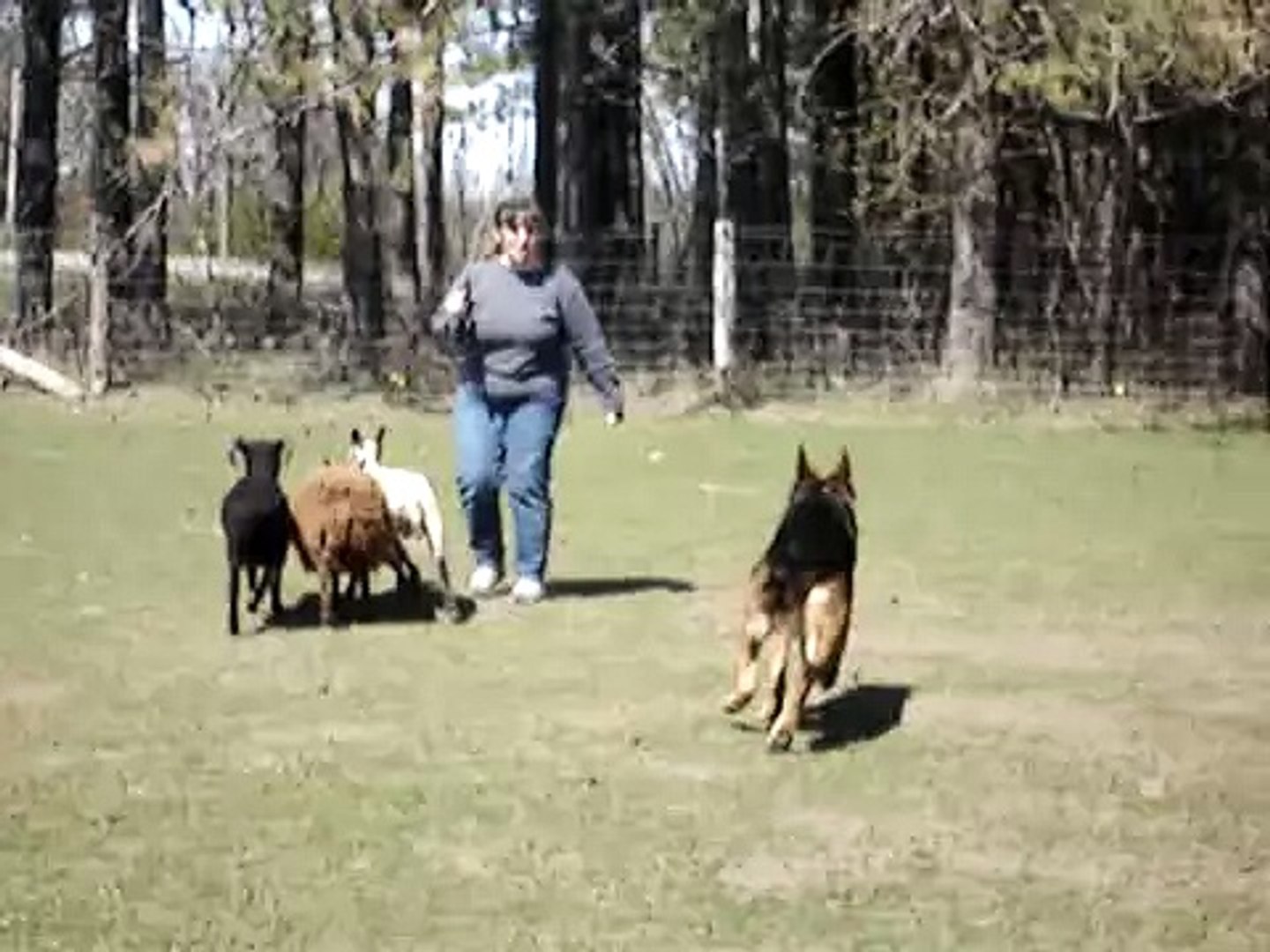 german shepherd sheep
