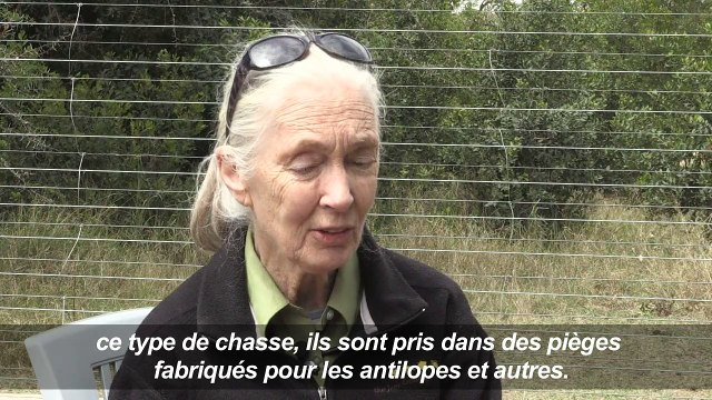 Jane Goodall visite un sanctuaire pour chimpanzés au Kenya